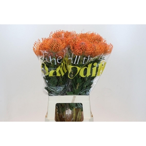 LEUCO AYOBA MAN ZEST