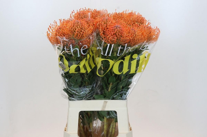 <h4>LEUCO AYOBA MAN ZEST</h4>