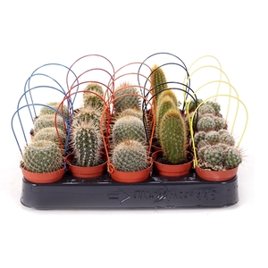 Cactus 5,5 cm met gekleurde boog