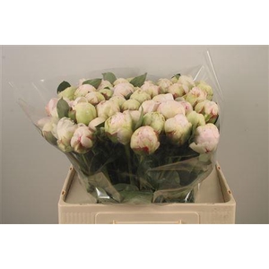 Paeo L Bowl Of Cream