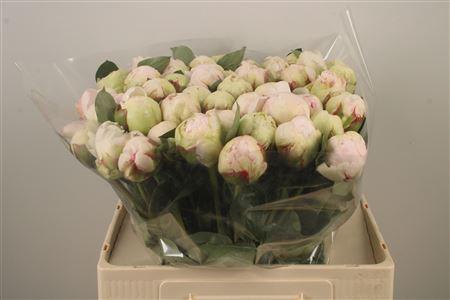 <h4>Paeo L Bowl Of Cream</h4>