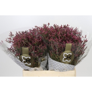Limonium sinensis Scarlet Diamond