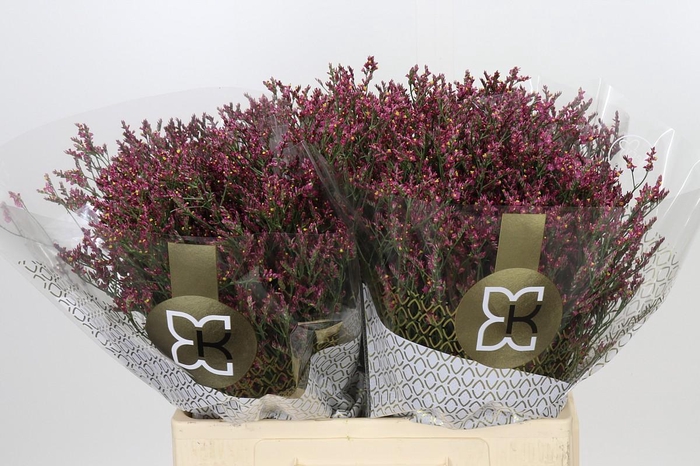 <h4>Limonium sinensis Scarlet Diamond</h4>