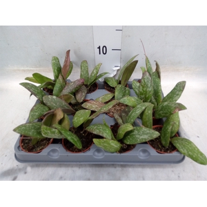 Hoya   ...