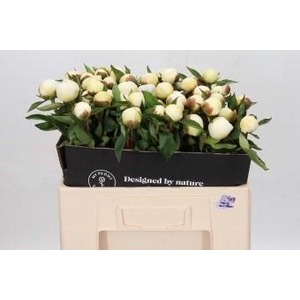 Paeonia Duchesse De Nemours
