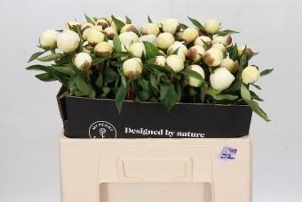 <h4>Paeonia Duchesse De Nemours</h4>