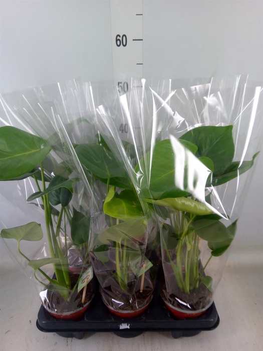 <h4>Monstera delic.</h4>