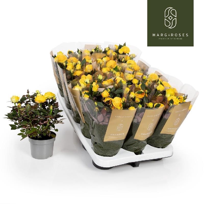 <h4>Rosa Kordana geel Grande Sunstar - 4795</h4>