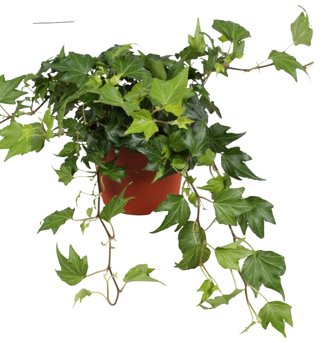 <h4>Hedera helix Green Ripple</h4>