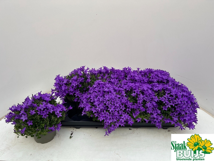 <h4>CAMP POR KRIS</h4>