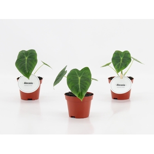 Alocasia Frydek