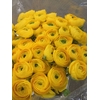 RANUNCULUS CLOONEY LADY