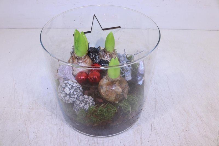 <h4>ARR HYACINTH</h4>