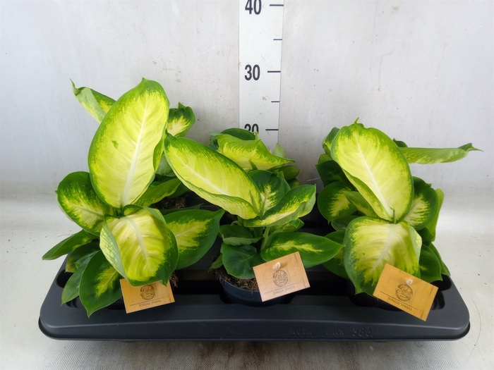<h4>Dieffenbachia</h4>