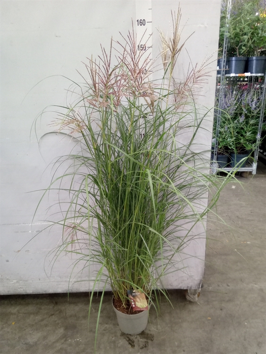 <h4>Miscanthus sin. 'Red Chief'</h4>