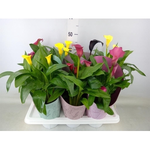 Zantedeschia   ...mix