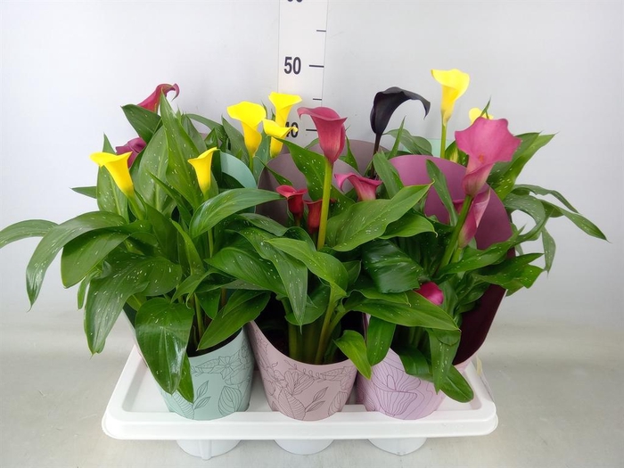 <h4>Zantedeschia   ...mix</h4>
