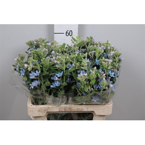 Oxy Co Tan Pure Blu