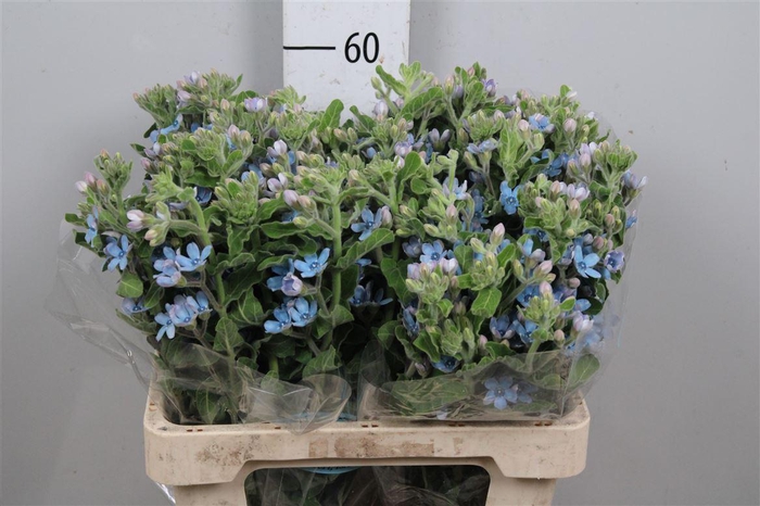 <h4>Oxy Co Tan Pure Blu</h4>