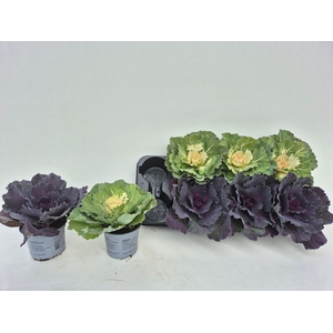 BRASSICA (SIERKOOL)
