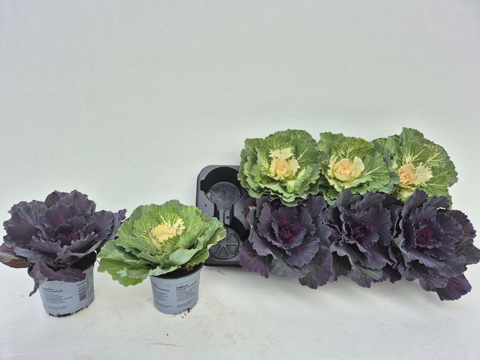 <h4>BRASSICA (SIERKOOL)</h4>