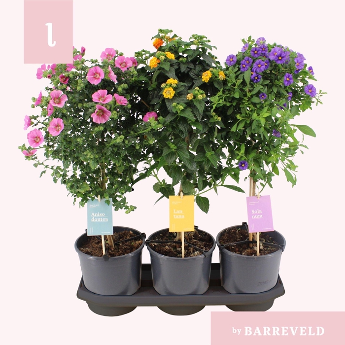 <h4>Overig kuipplanten gemengd</h4>