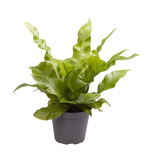 <h4>ASPLENIUM NIDUS P6 CRISPY WAVE</h4>
