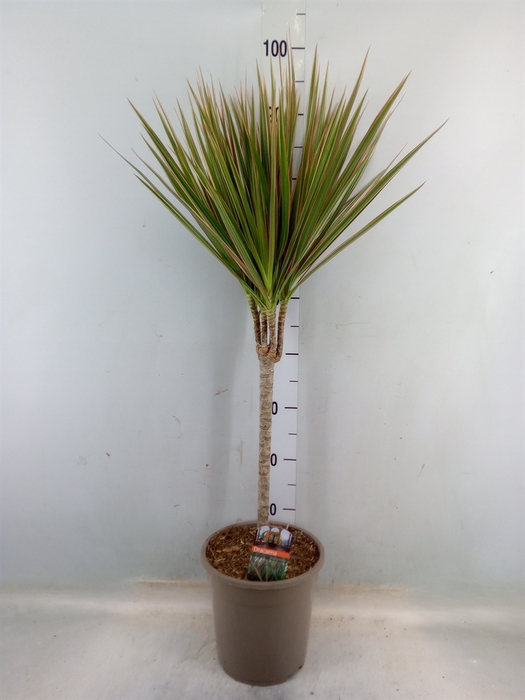 <h4>Dracaena marg. 'Bicolor'</h4>