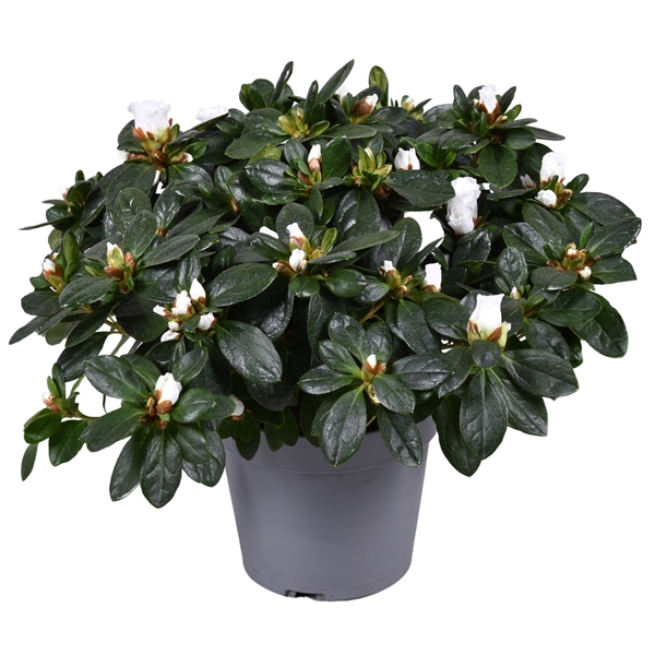 <h4>Azalea Vogel wit 14cm</h4>