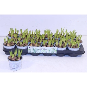 MUSCARI WHITE MAGIC P9