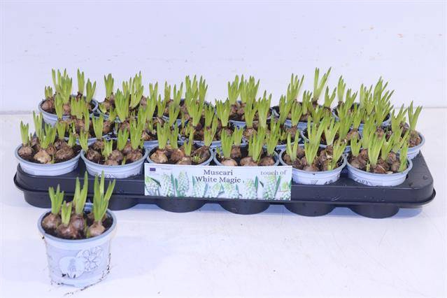 <h4>MUSCARI WHITE MAGIC P9</h4>
