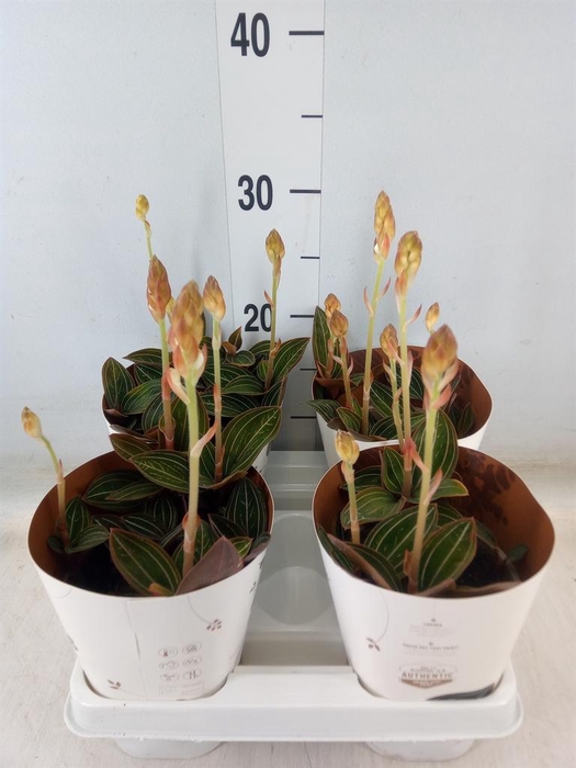 <h4>Ludisia discolor</h4>