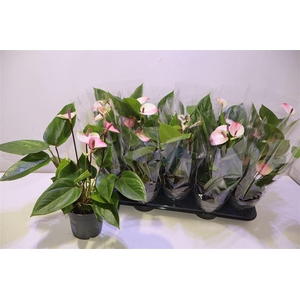 arr8 Anthu Karma Hotlips