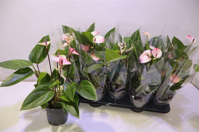 <h4>arr8 Anthu Karma Hotlips</h4>