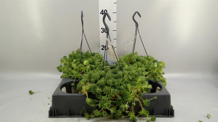 <h4>Sedum   ...</h4>