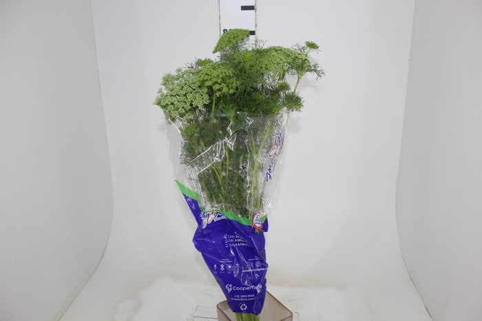 <h4>AMMI MAJUS GREEN MIST 070 CM</h4>