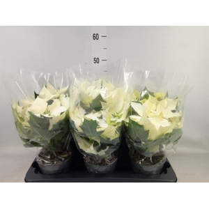 Euphorbia pulc. 'Alaska'