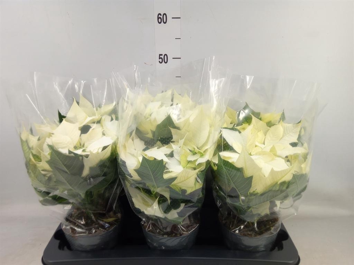 <h4>Euphorbia pulc. 'Alaska'</h4>