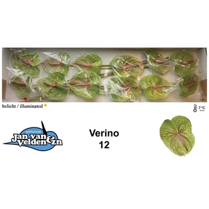 Verino 12