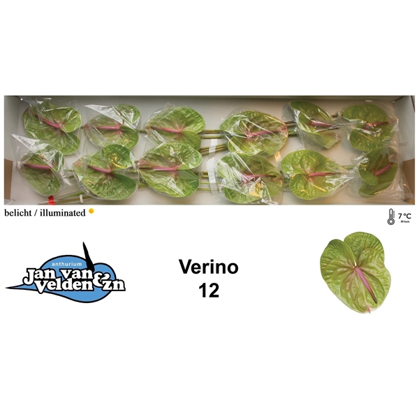 <h4>Verino 12</h4>