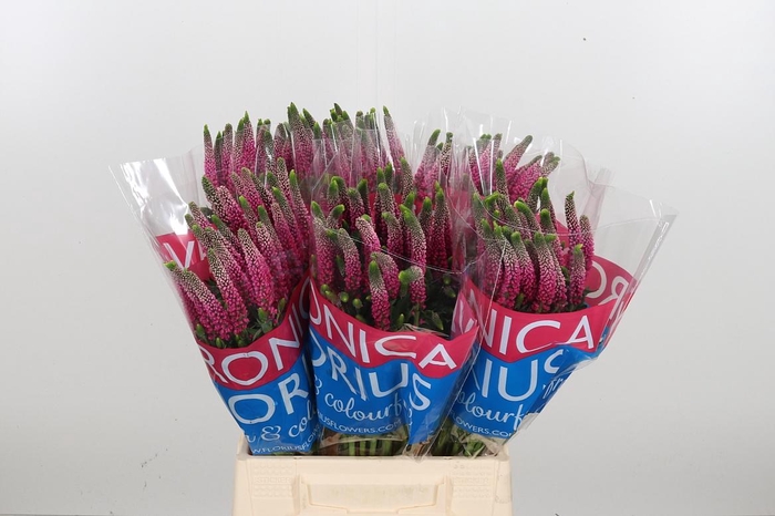 <h4>Veron Smart Artist</h4>