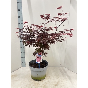 ACER PA TROMPENBURG