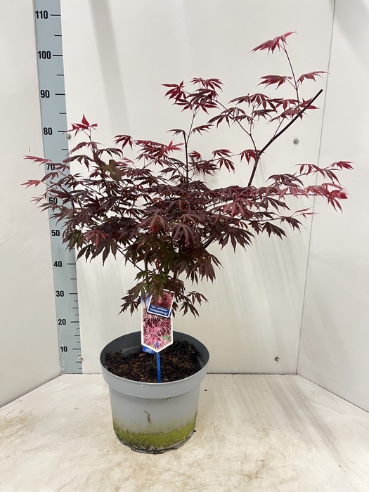 <h4>ACER PA TROMPENBURG</h4>