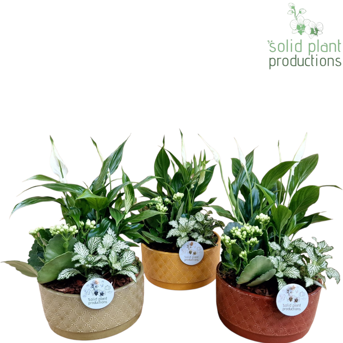 <h4>Opm Sp NV006 Sarah Navy Spathiphyllum</h4>