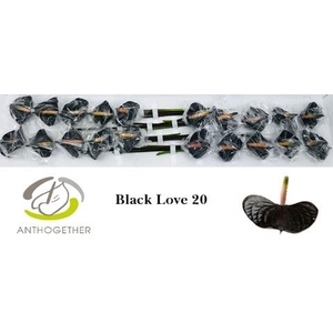 Anthurium andr. 'Black Love'