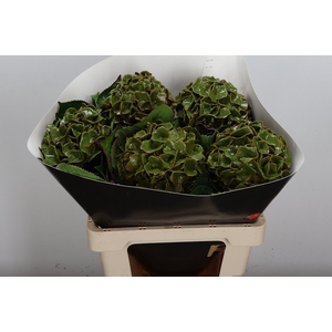 Wax Hydrangea Hydr Wax Olijfgroen