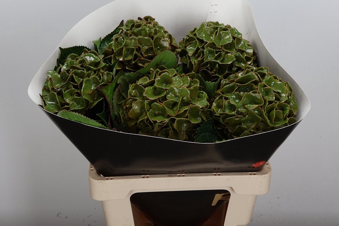<h4>Wax Hydrangea Hydr Wax Olijfgroen</h4>