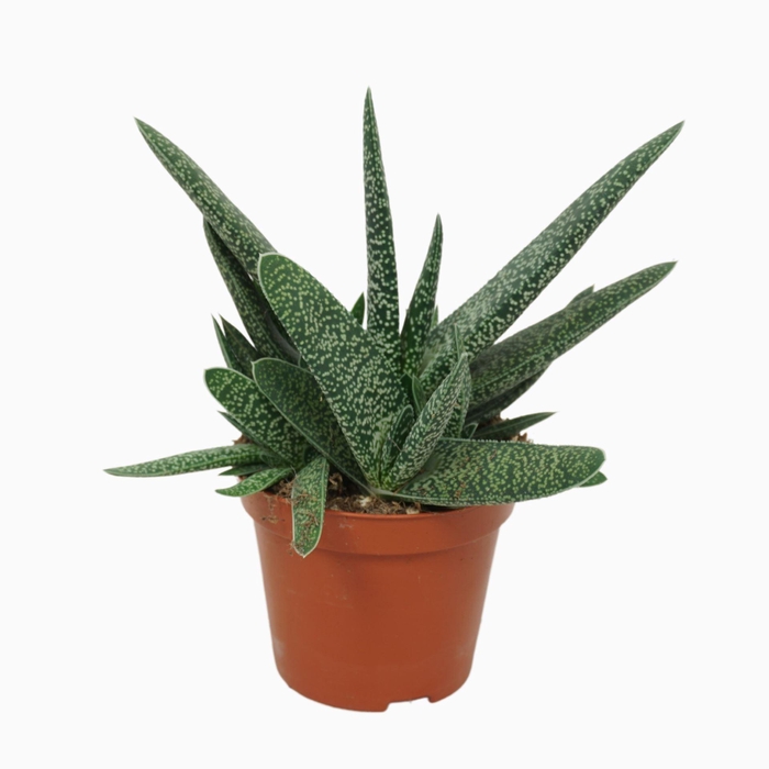 <h4>Gasteria carinata var. verrucosa</h4>