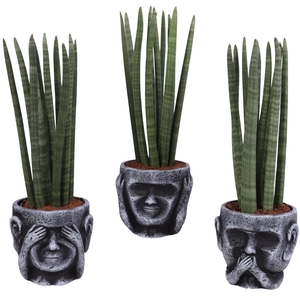 Sansevieria Cylindrica Straight 10 Leaf in Ceramic pot Ø15cm