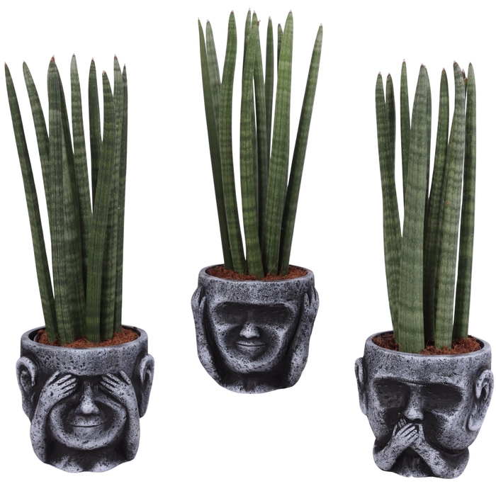 <h4>Sansevieria Cylindrica Straight 10 Leaf in Ceramic pot Ø15cm</h4>